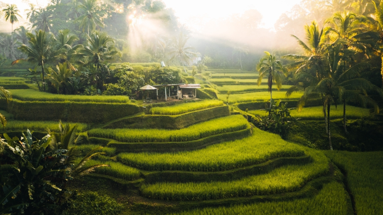2. Tegallalang Rice Terraces