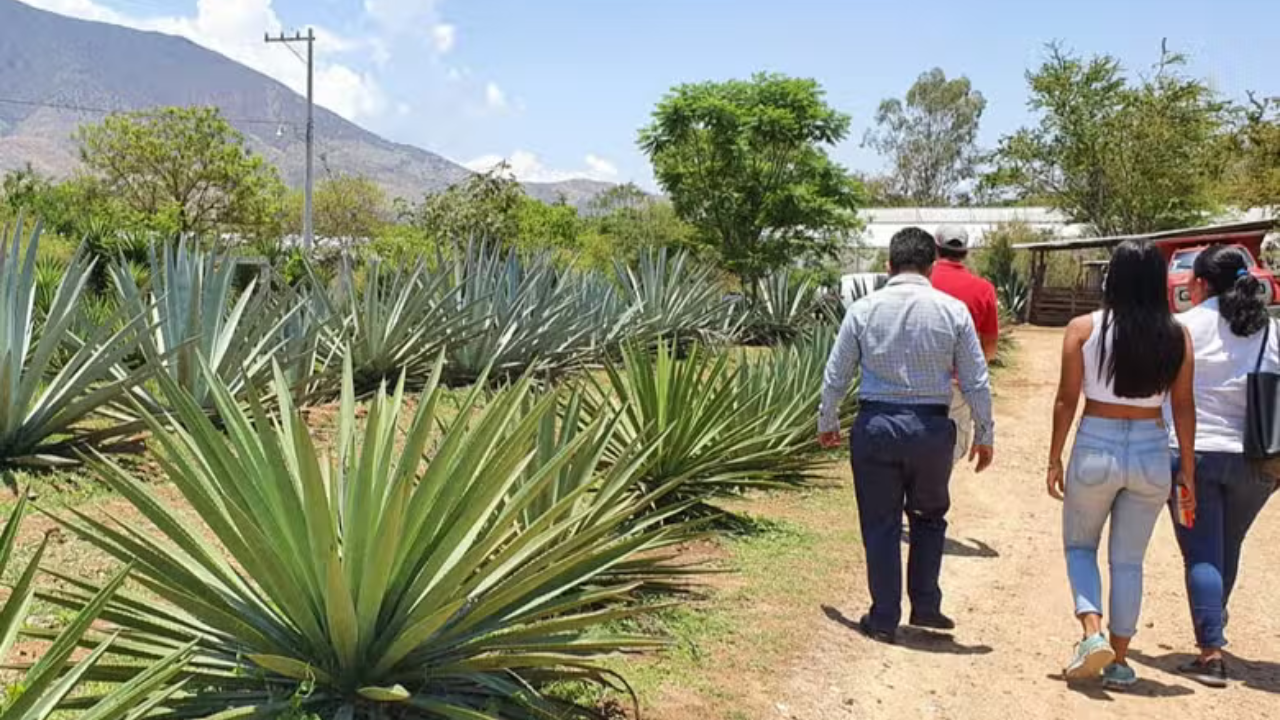 11. Organic Mezcal Farm Tour in Santa Catarina Minas